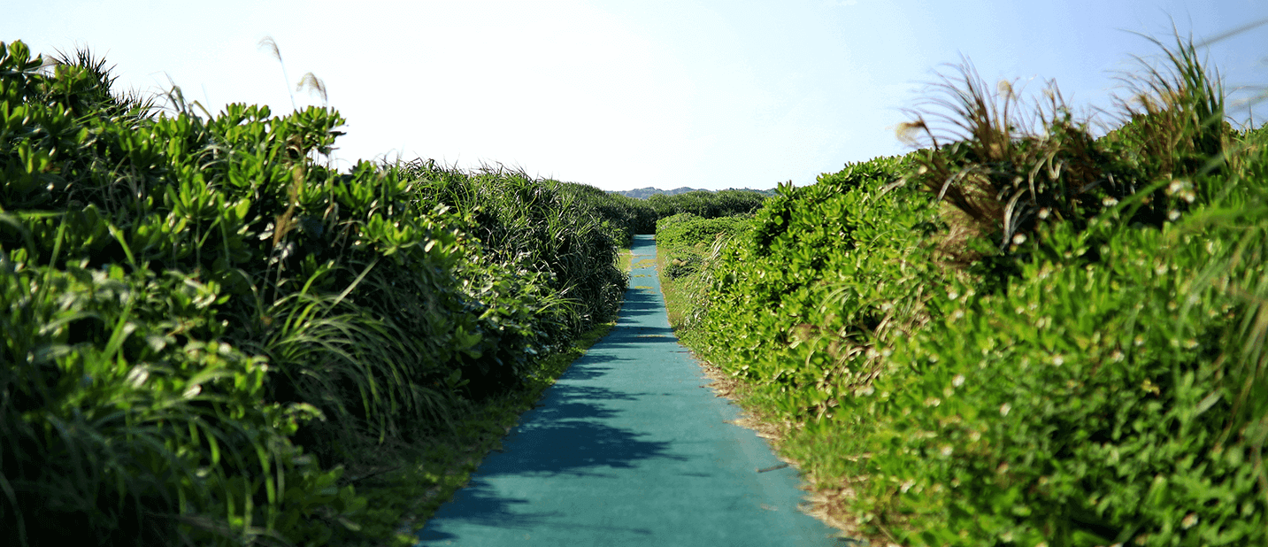 草原に囲まれた道
